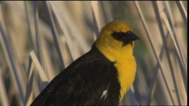 Yellow-headed Blackbird - ML420436