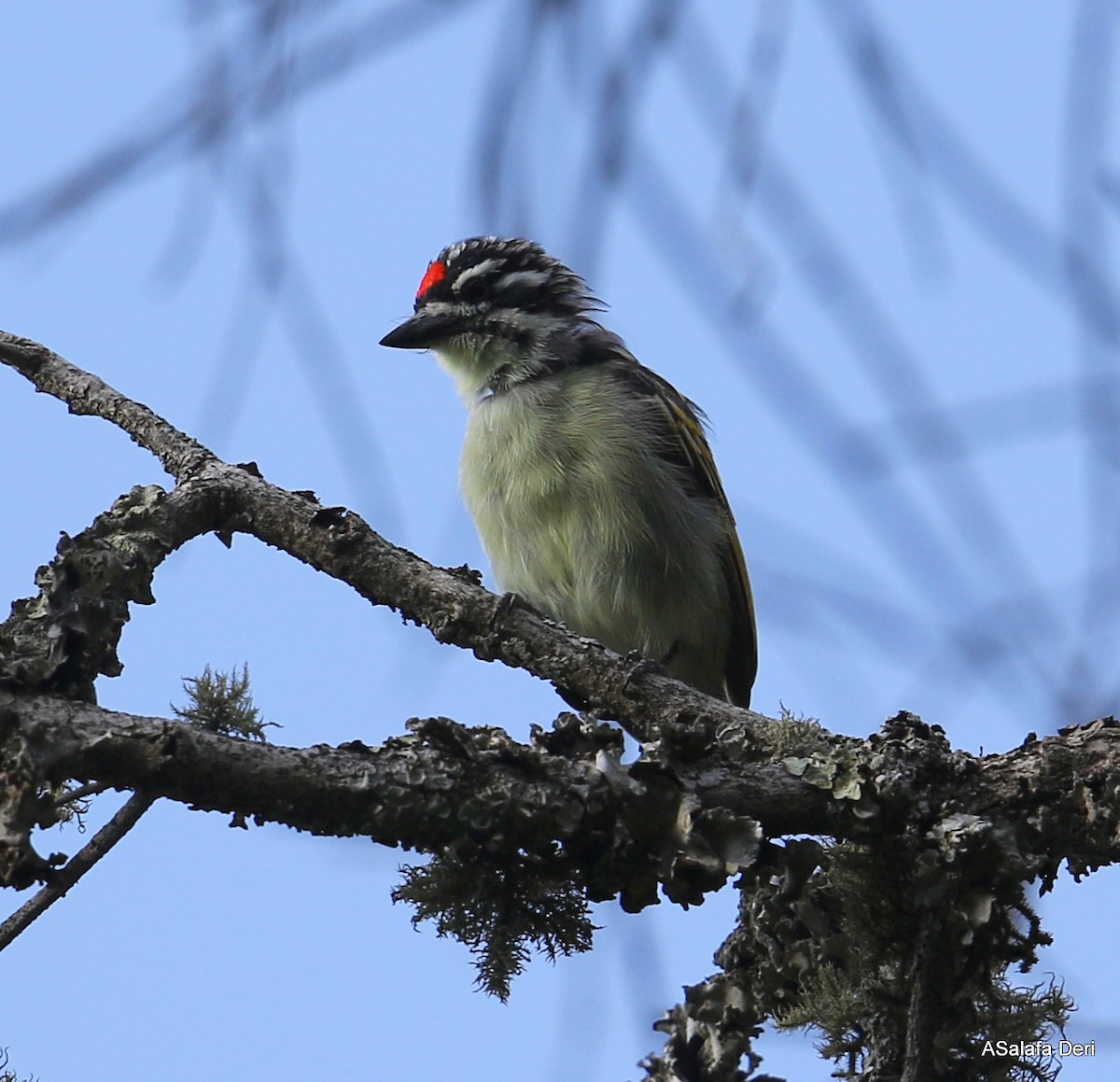 Red-fronted Tinkerbird - ML420437071