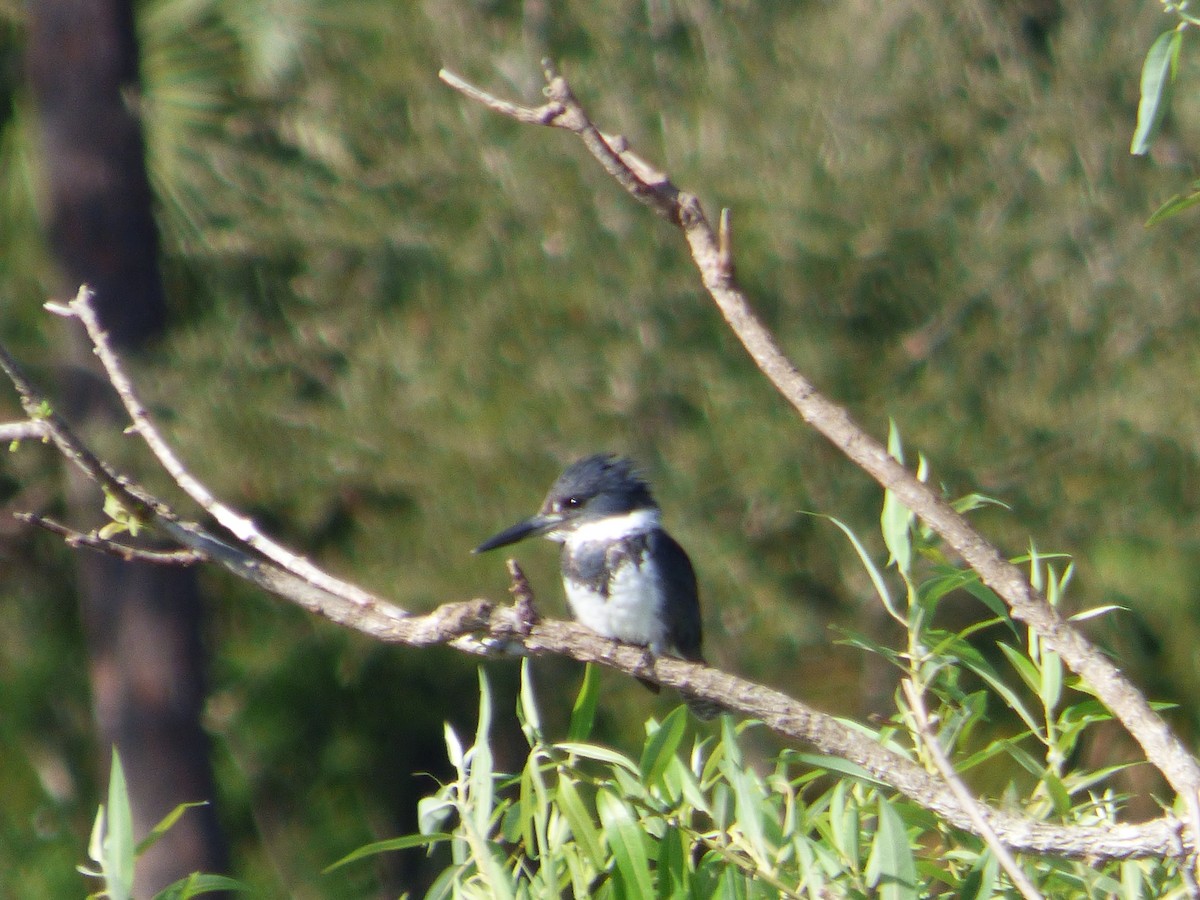 Belted Kingfisher - ML420437201