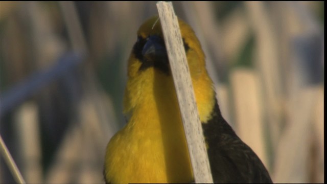 Yellow-headed Blackbird - ML420439