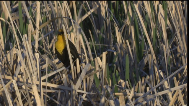 Yellow-headed Blackbird - ML420440