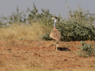 Nubian Bustard - Neotis nuba - Birds of the World