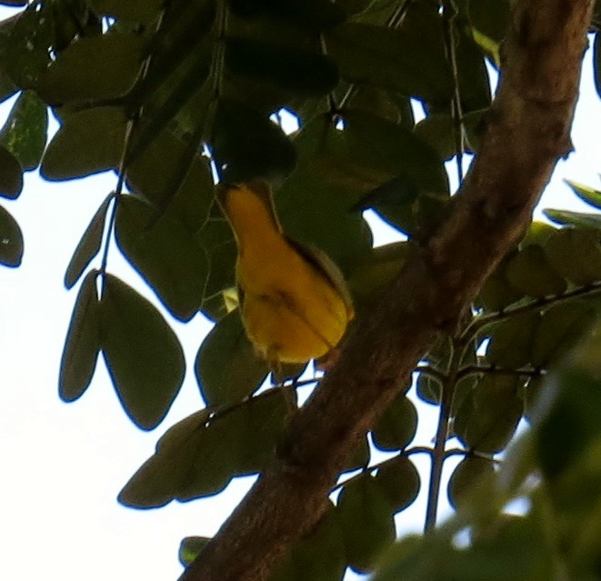 Yellow Warbler - ML42044211