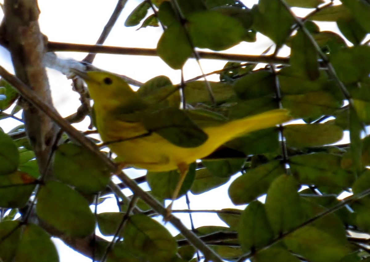 Yellow Warbler - ML42044241