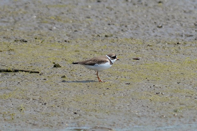 Semipalmated Plover - ML42044431
