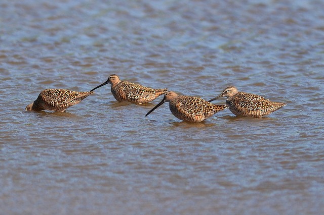 Long-billed Dowitcher - Mike Charest