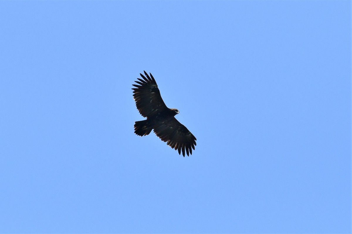 Greater Spotted Eagle - ML420456681