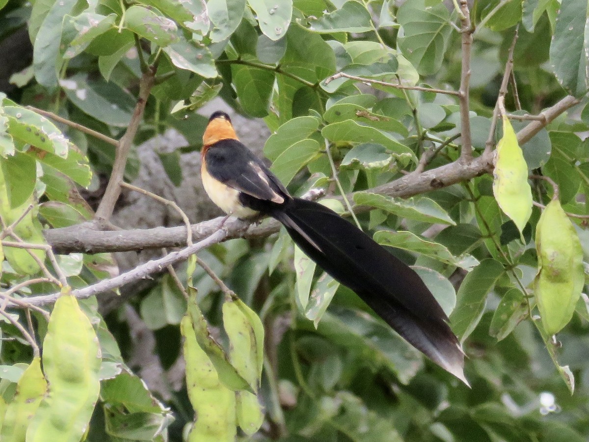 Broad-tailed Paradise-Whydah - ML420461031