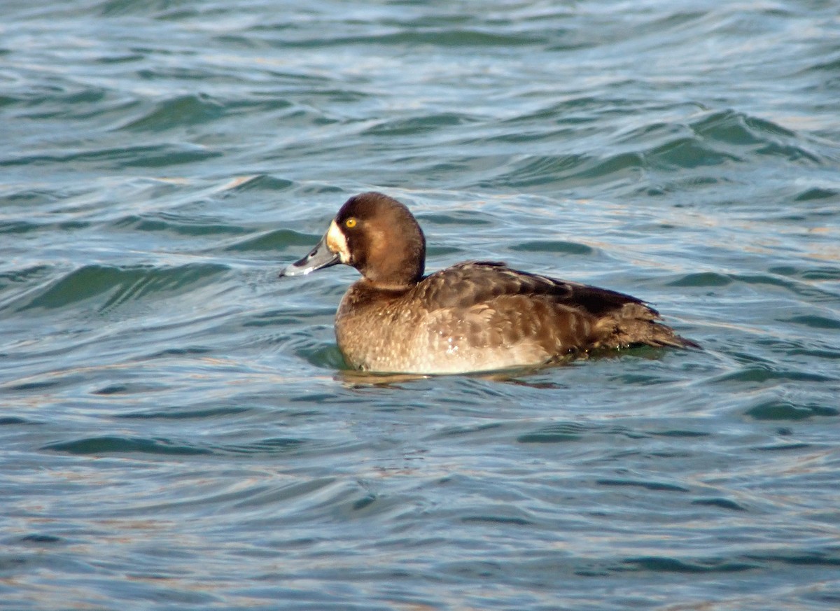 Greater Scaup - ML420466621