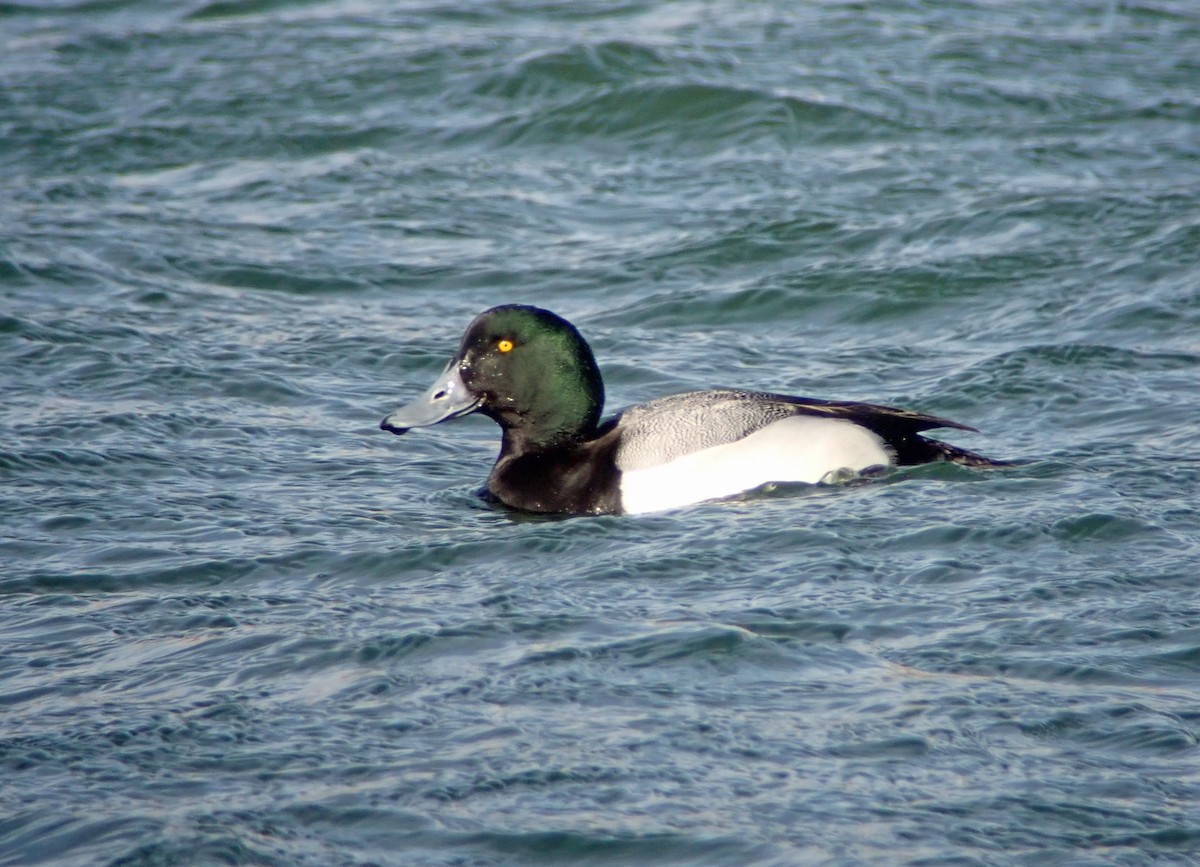 Greater Scaup - ML420466991