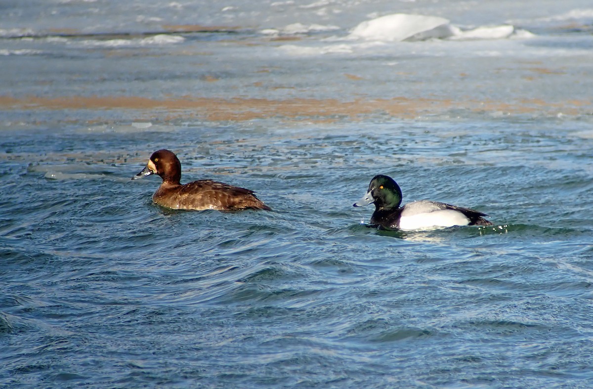 Greater Scaup - ML420467181