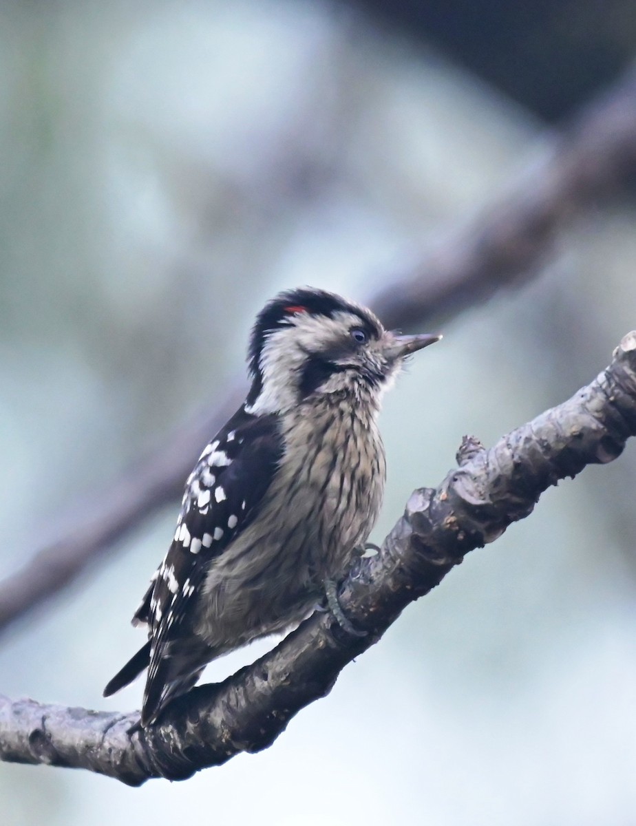Gray-capped Pygmy Woodpecker - ML420467331