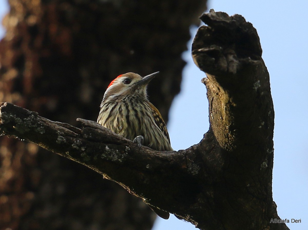 Abyssinian Woodpecker - Fanis Theofanopoulos (ASalafa Deri)