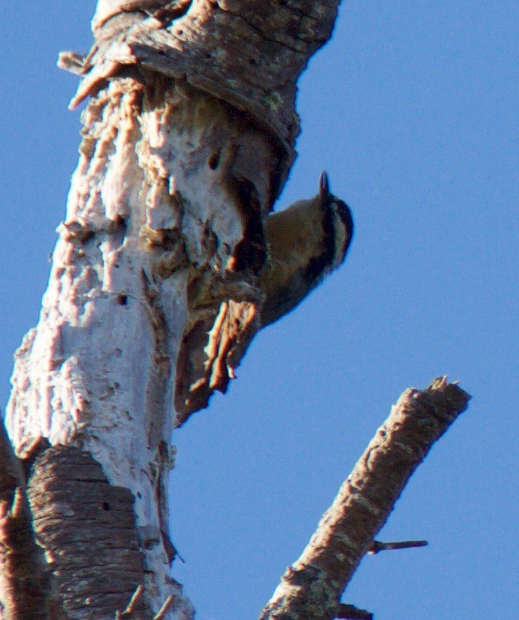 Red-breasted Nuthatch - ML420470211