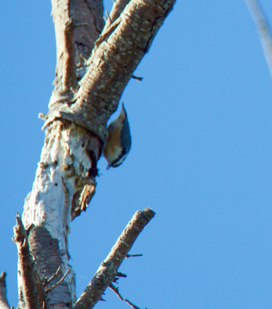 Red-breasted Nuthatch - ML420470221
