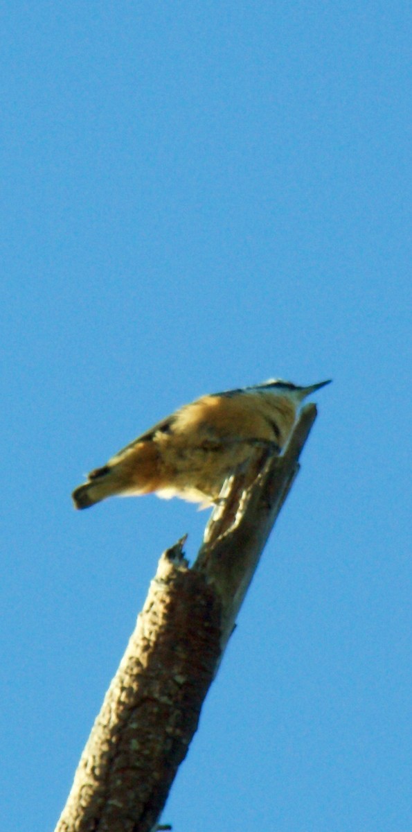 Red-breasted Nuthatch - ML420470271