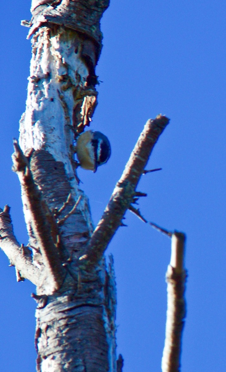 Red-breasted Nuthatch - ML420470301