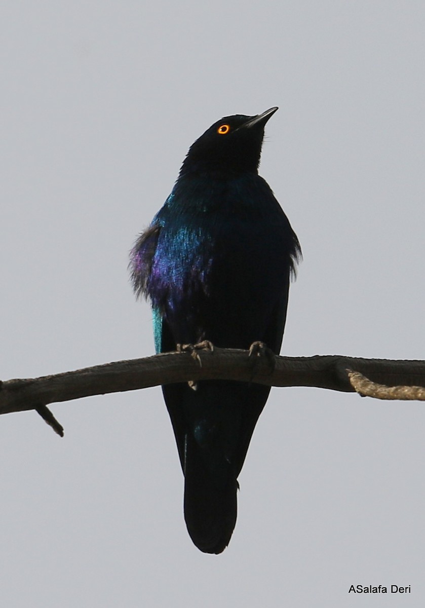 Greater Blue-eared Starling - Fanis Theofanopoulos (ASalafa Deri)