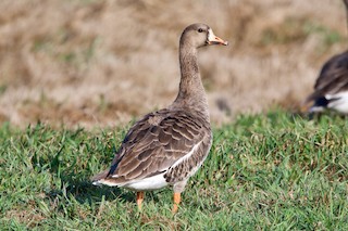 Greater White-fronted Goose, ML420475971