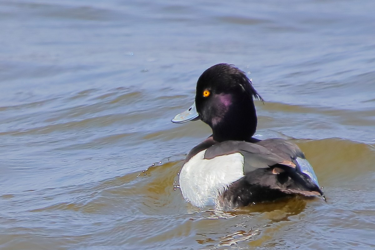 Tufted Duck - ML420476401