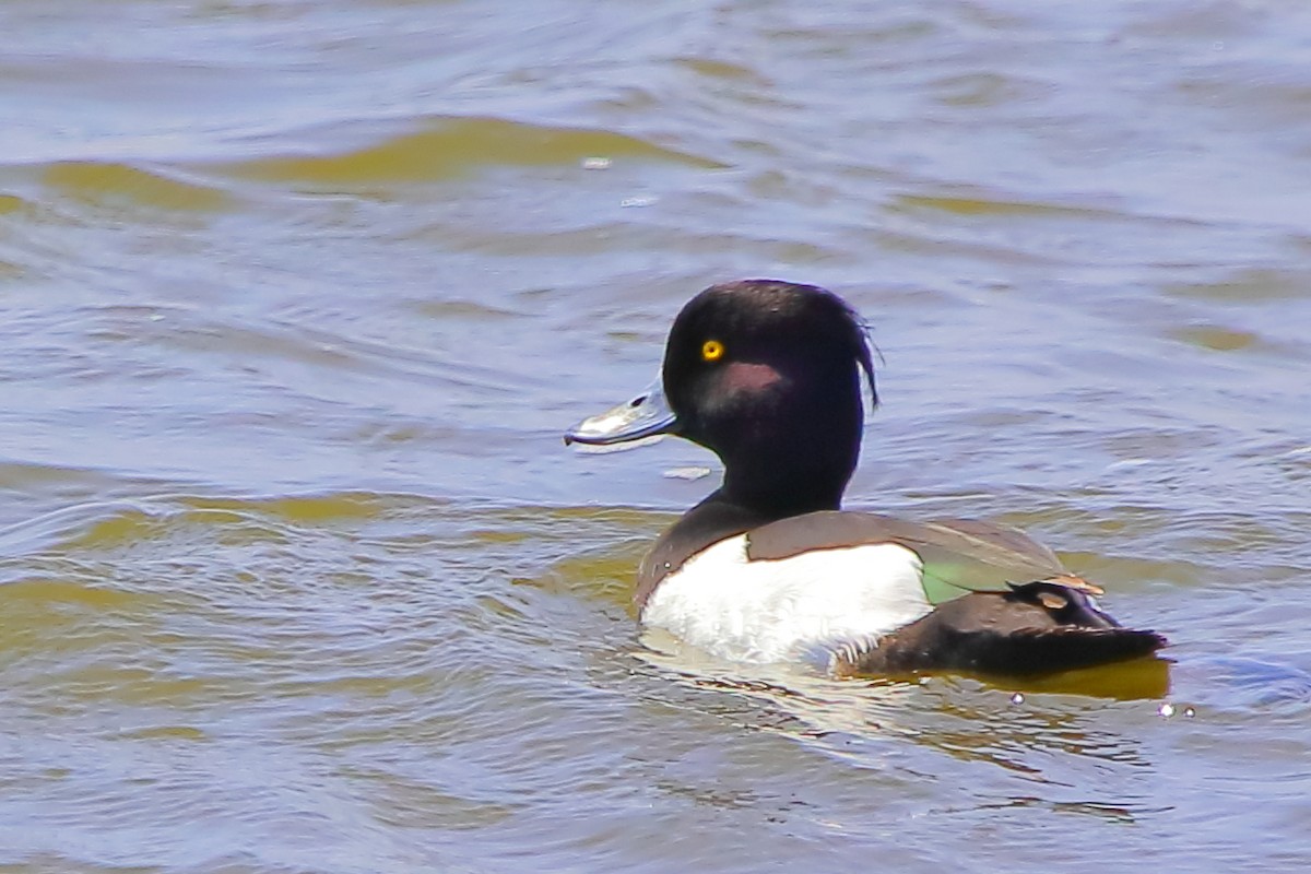 Tufted Duck - ML420476411