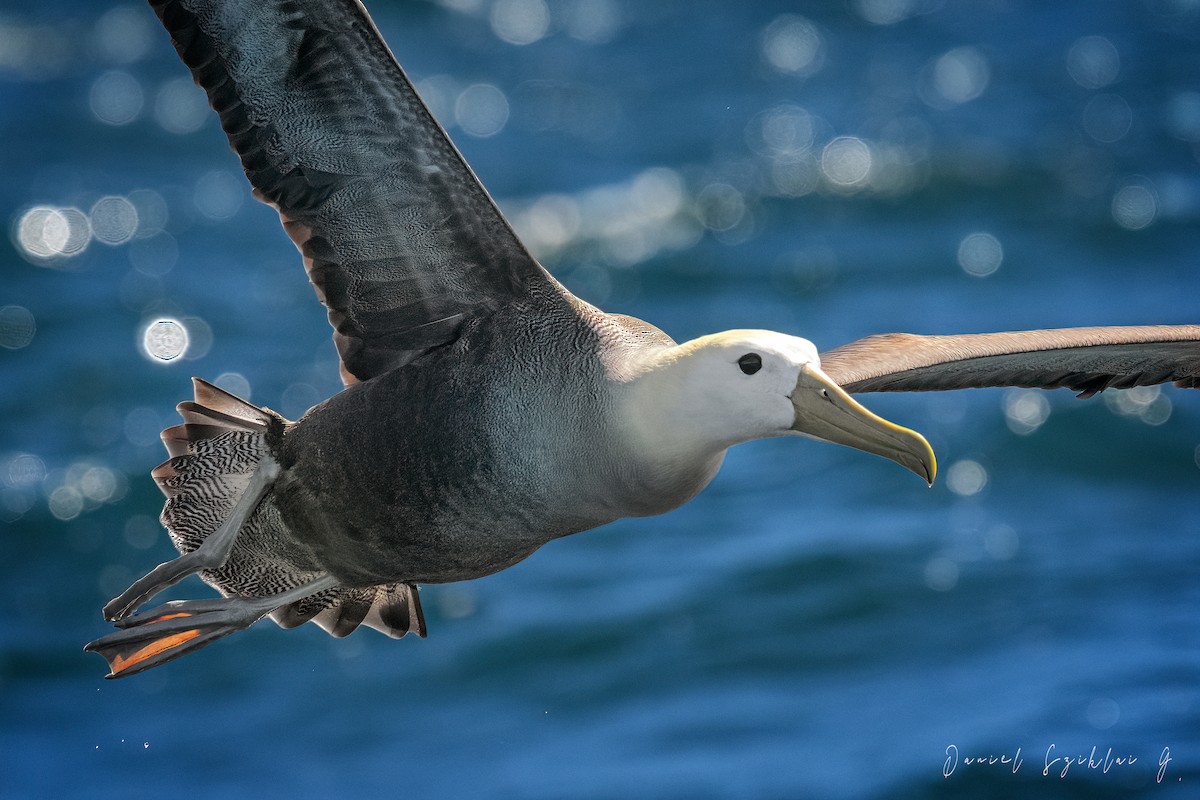 Albatros des Galapagos - ML420481431