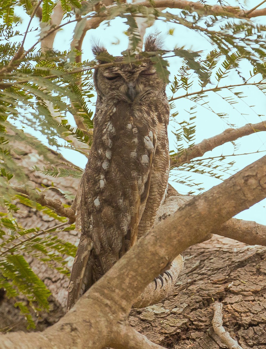 Grayish Eagle-Owl - ML420482001
