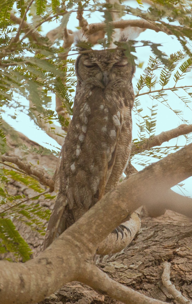 Grayish Eagle-Owl - ML420483211