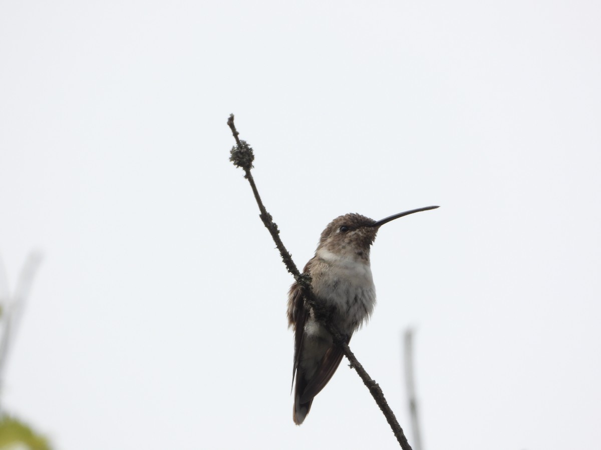 Oasis Hummingbird - ML420484021