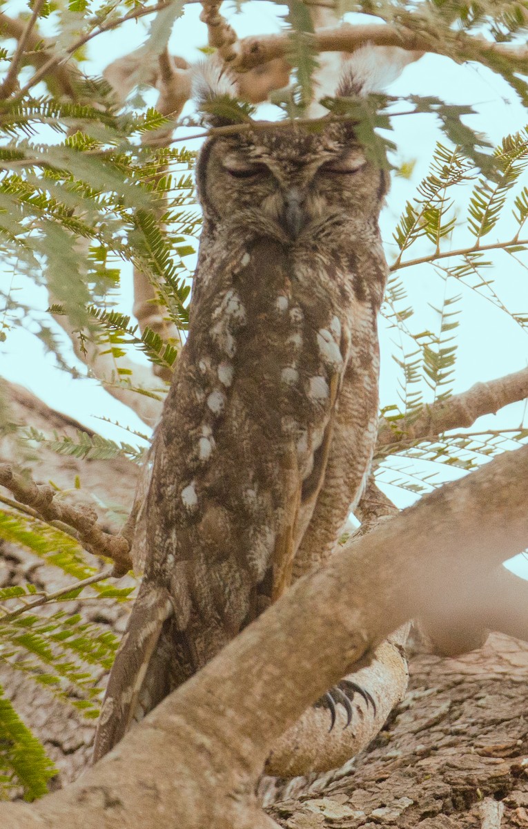 Grayish Eagle-Owl - ML420485051