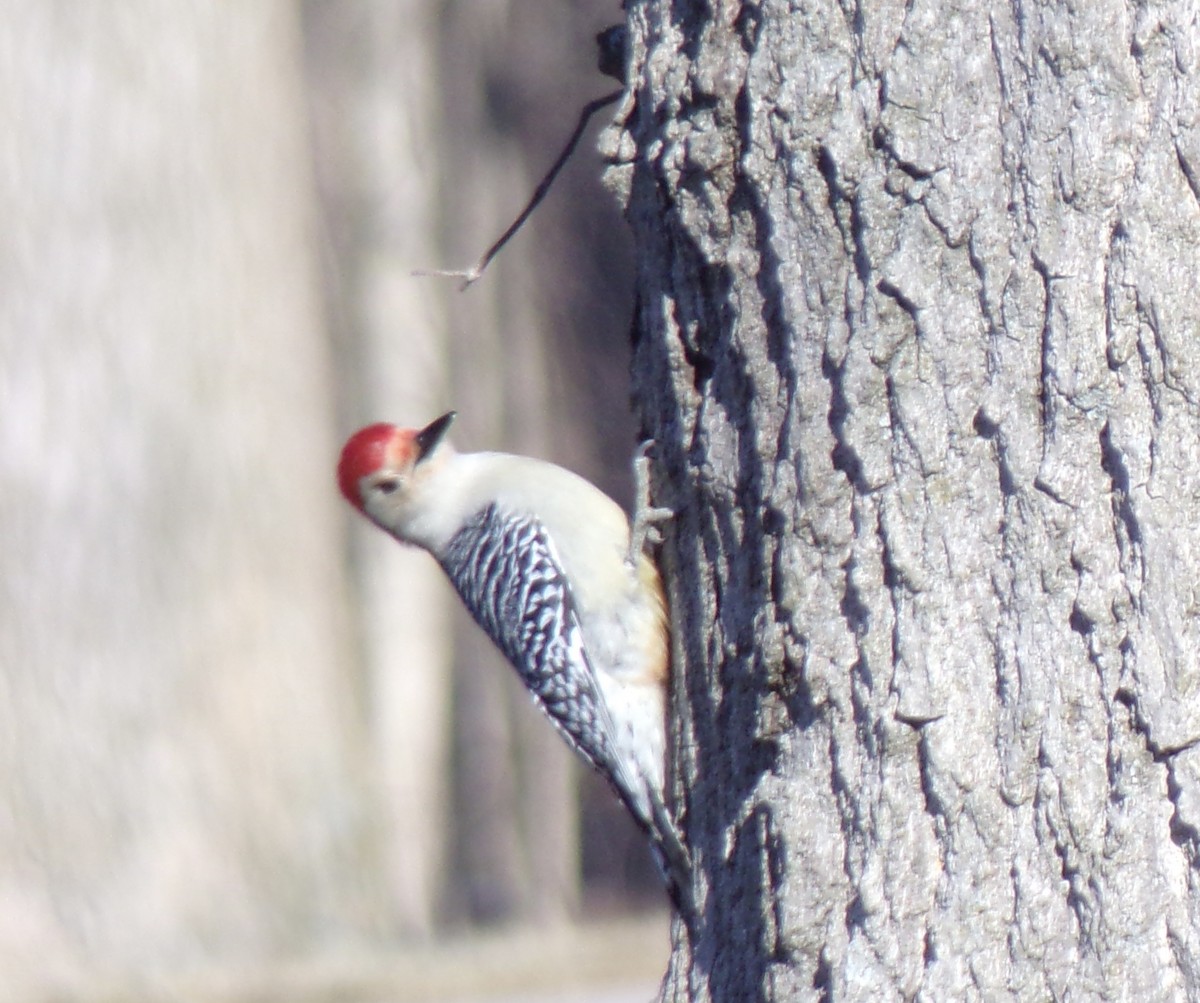 Red-bellied Woodpecker - ML420485981
