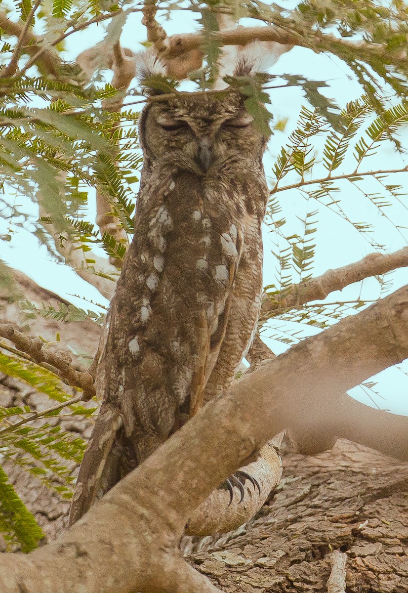 Grayish Eagle-Owl - ML420486091