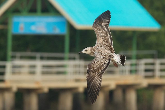 特別セール品】 高品質！ニシセグロカモメ Herring gull 頭骨