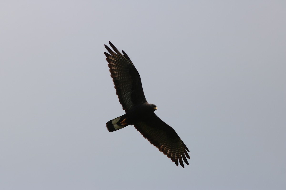 Zone-tailed Hawk - John Drummond