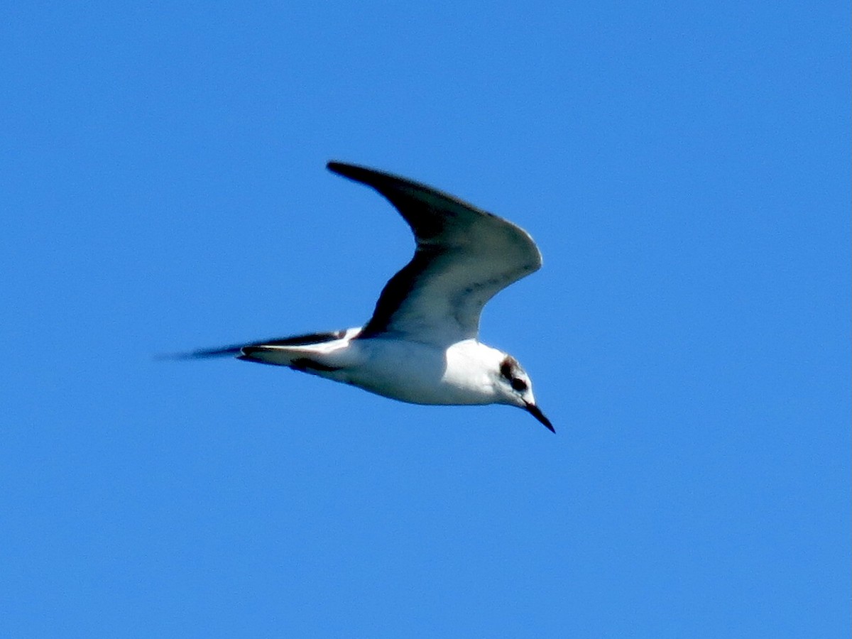White-winged Tern - ML420495921