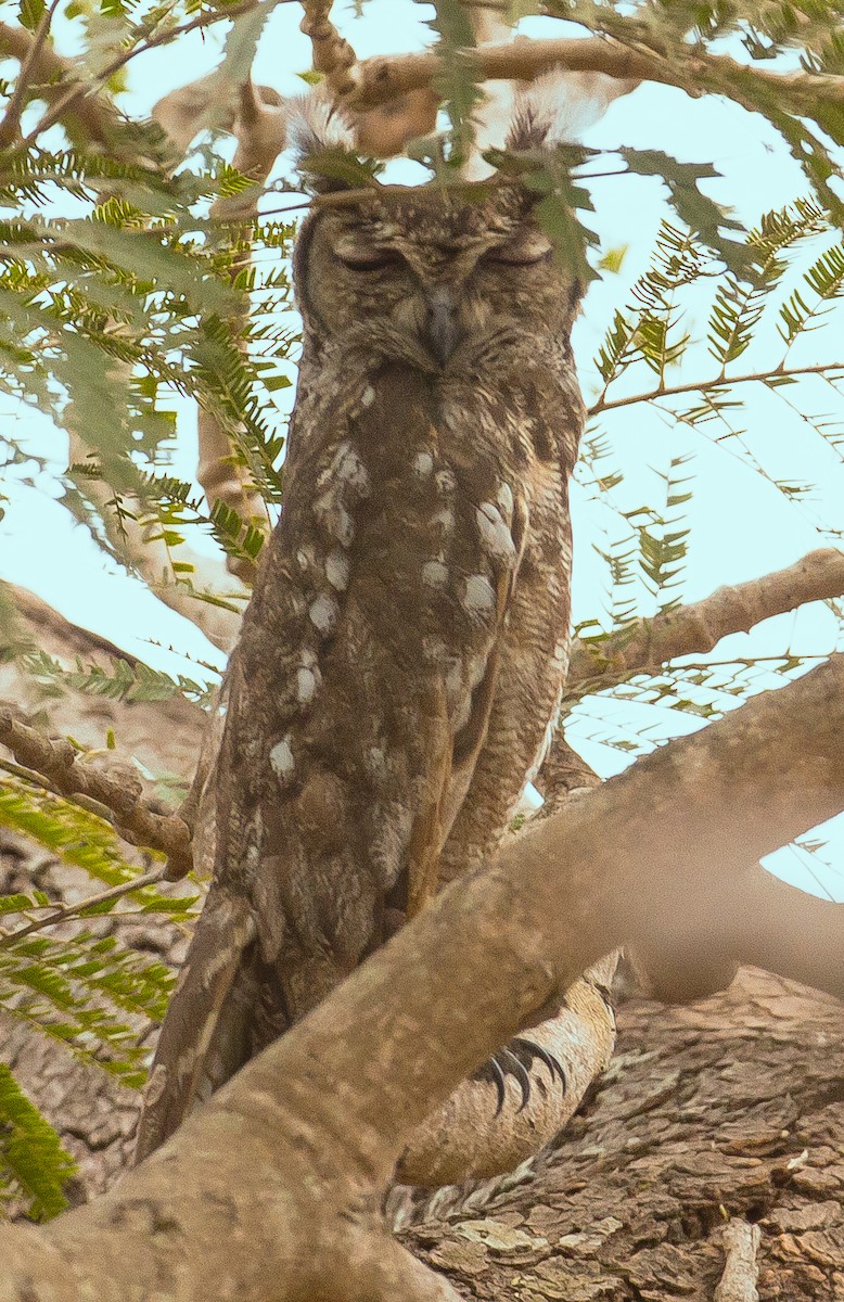 Grayish Eagle-Owl - ML420496001