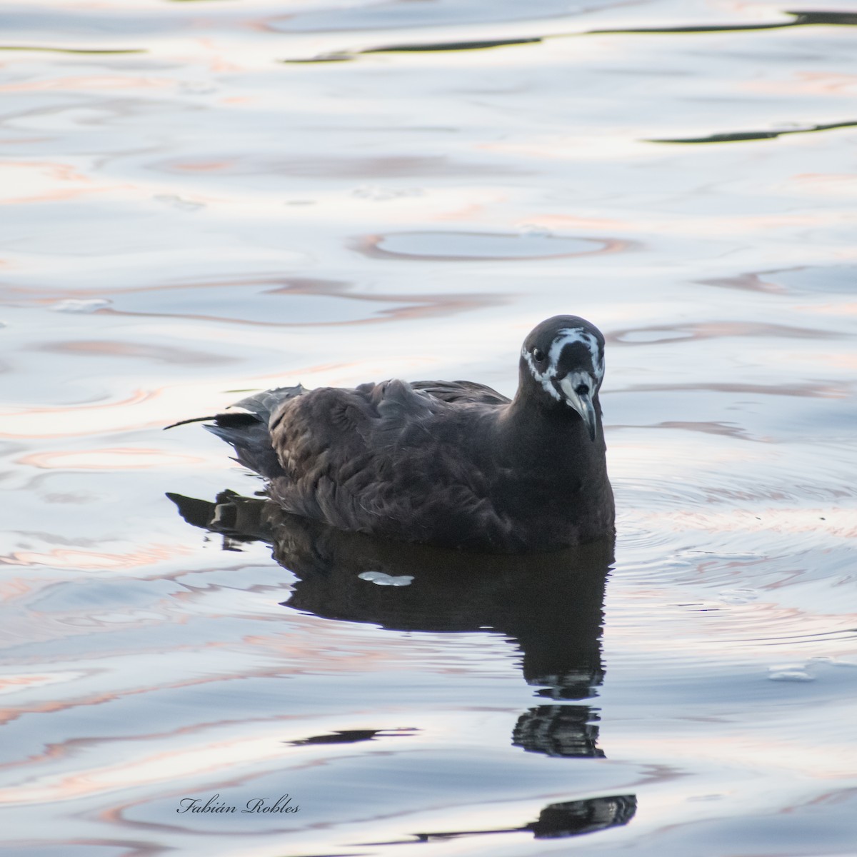 Spectacled Petrel - FABIAN ROBLES