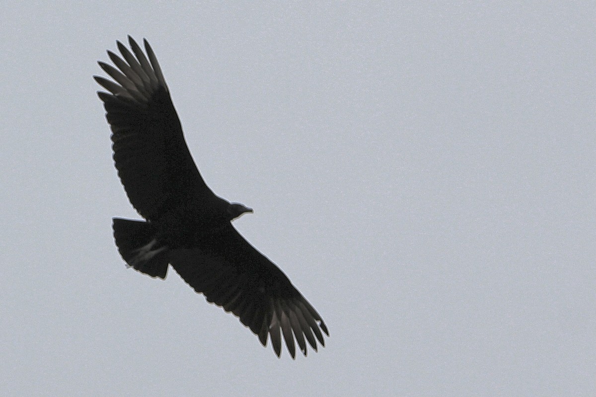 Black Vulture - ML420496551