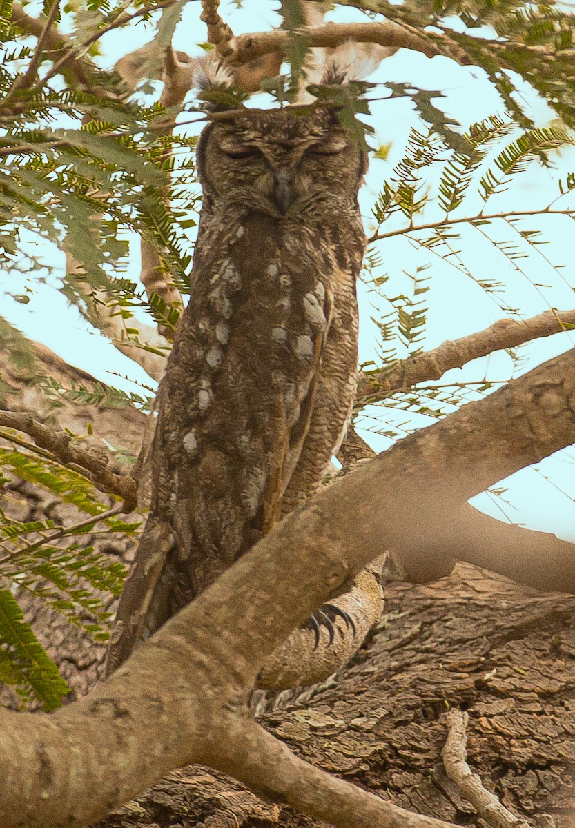 Grayish Eagle-Owl - ML420496971