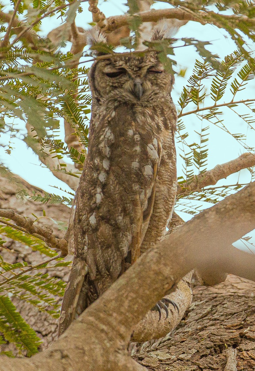 Grayish Eagle-Owl - ML420497671