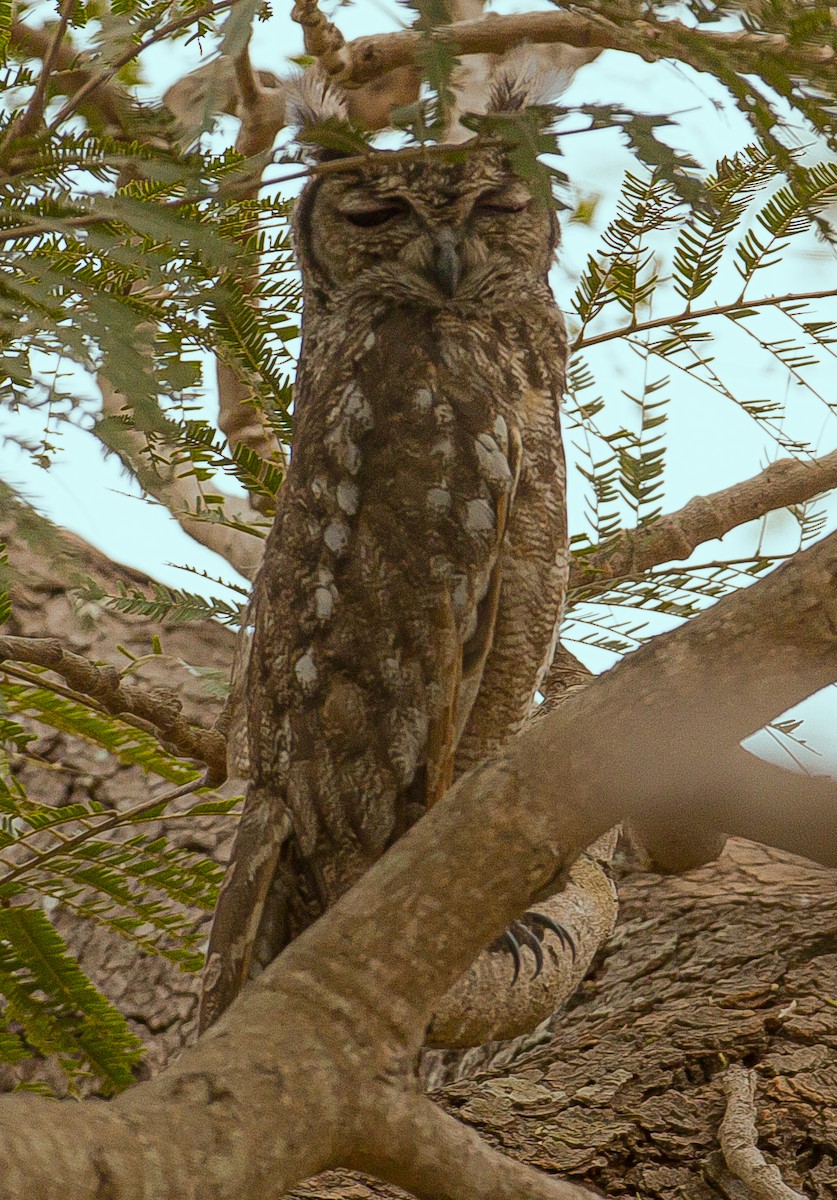 Grayish Eagle-Owl - ML420498121