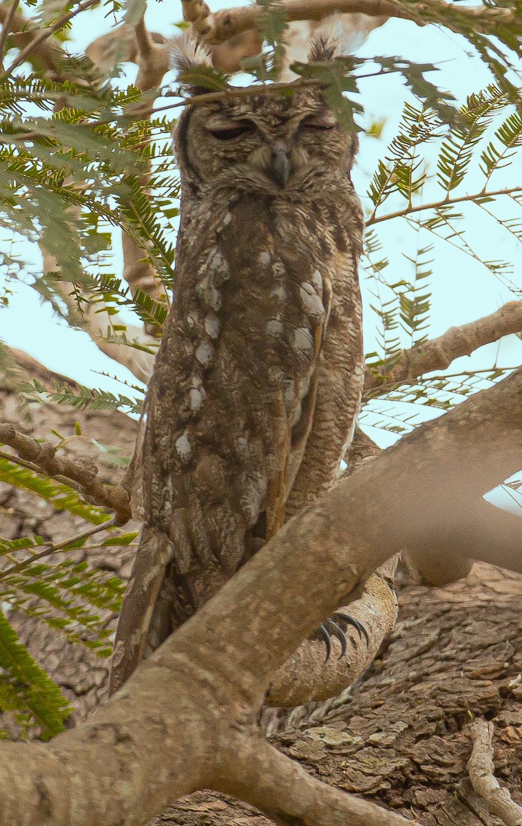 Grayish Eagle-Owl - ML420498691