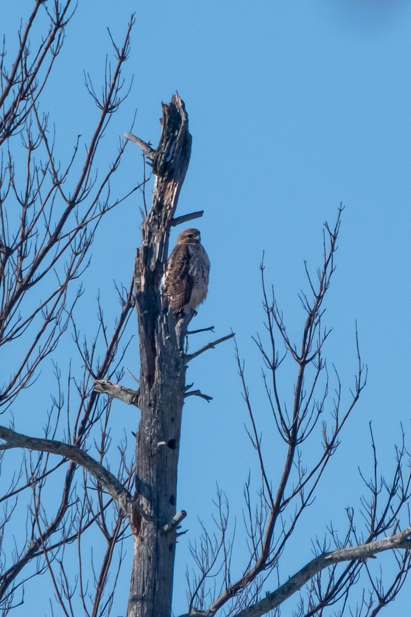 Red-tailed Hawk (borealis) - ML420499561