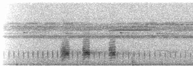 Bindenschwanz-Nachtschwalbe (latifascia) - ML420502171