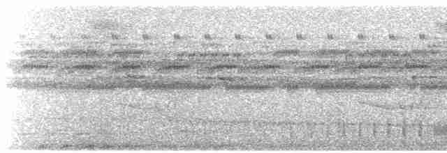 Bindenschwanz-Nachtschwalbe (latifascia) - ML420502461