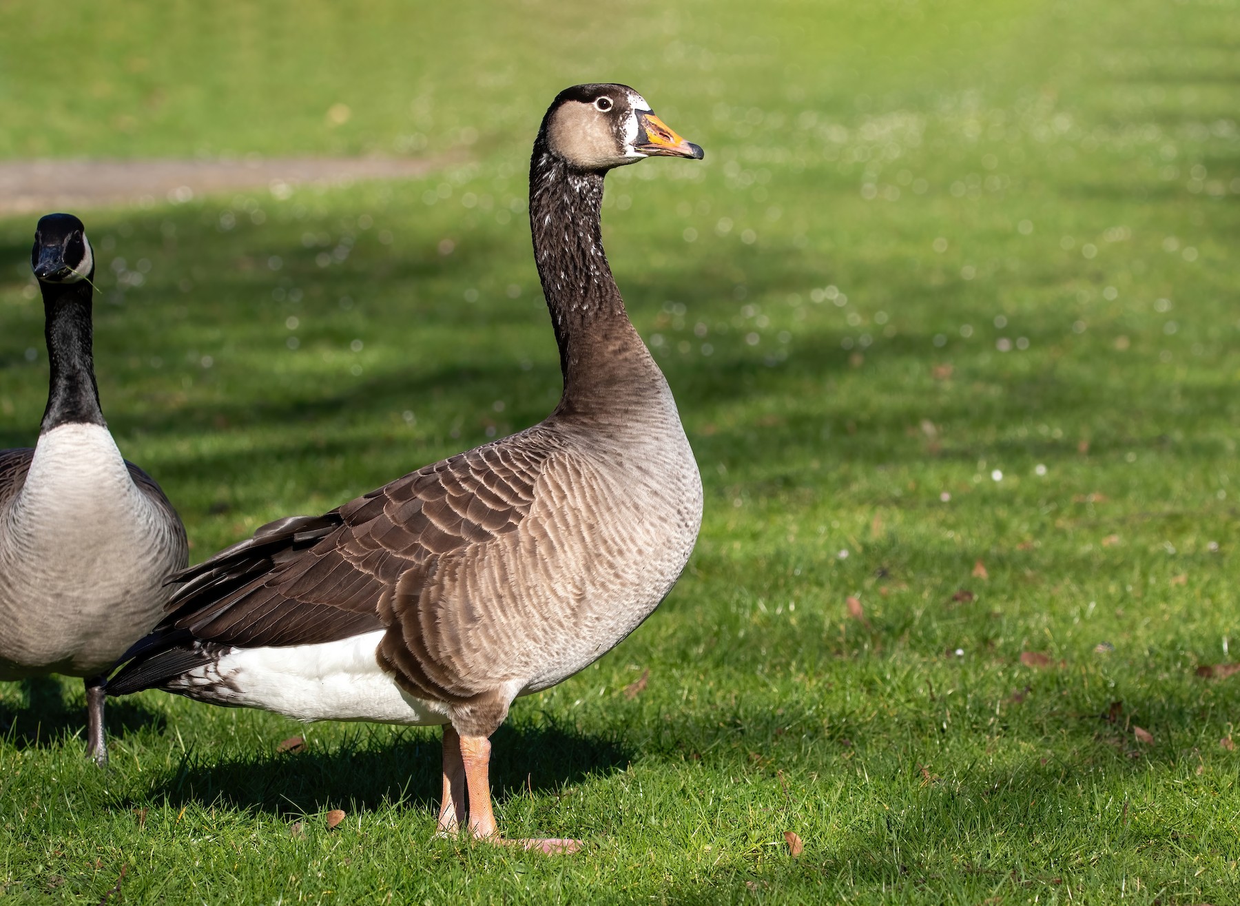 Greylag x Canada Goose (hybrid) eBird