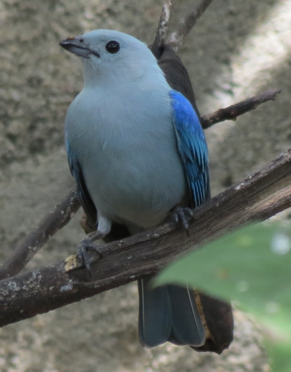 Blue-gray Tanager - ML42051271