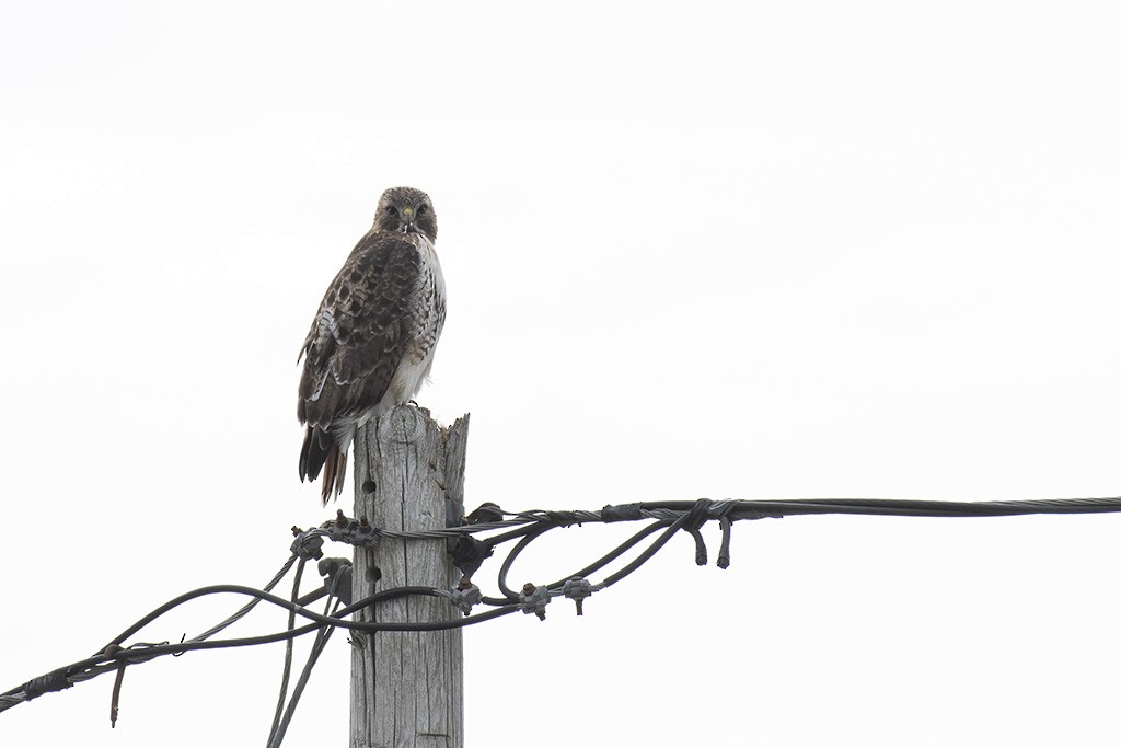 Red-tailed Hawk - ML420513521
