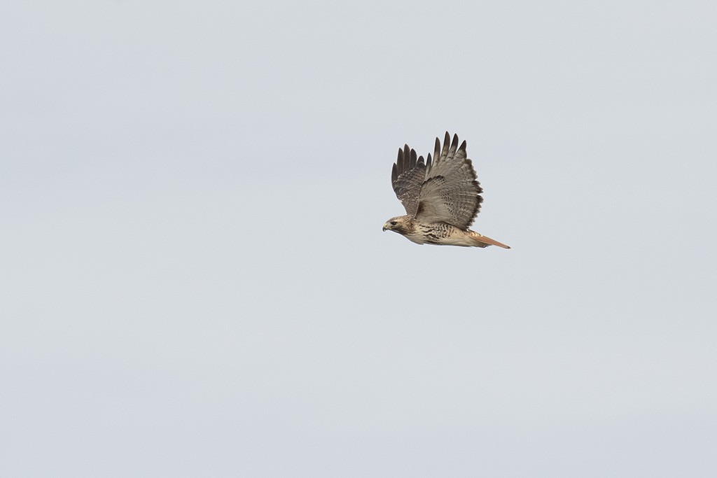 Red-tailed Hawk - ML420513531