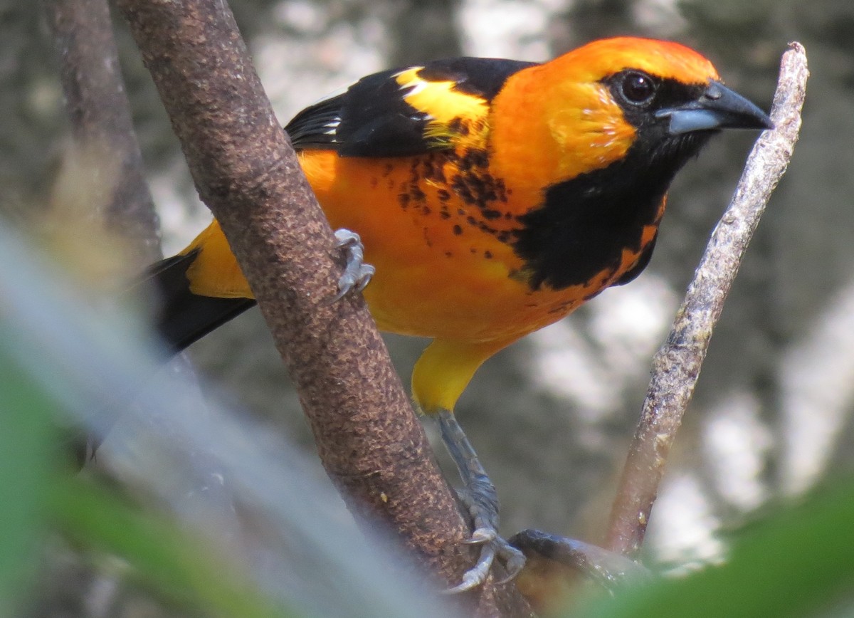 Spot-breasted Oriole - ML42051511